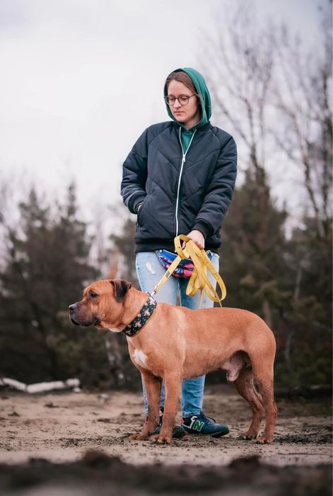 Clyde - ttb pitbull amstaff szuka domu. Adoocja. Pies