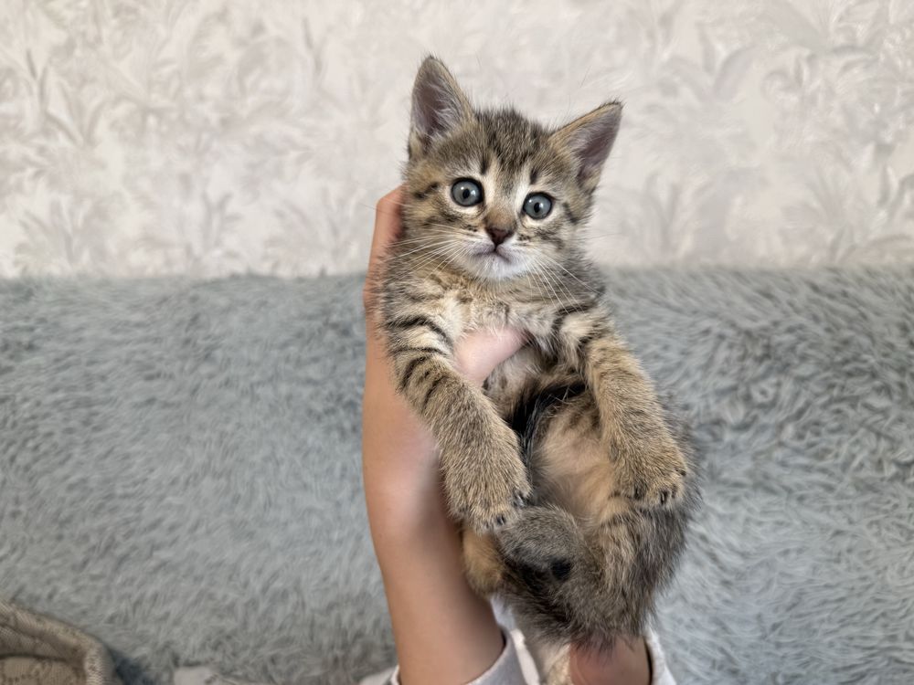 Отдам Котят в хорошие руки