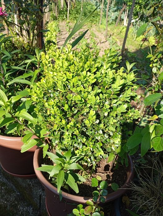 Buxo jardim de 10 a 20€