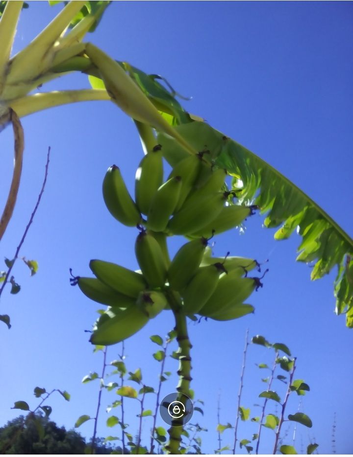 Bananeira envasada p venda