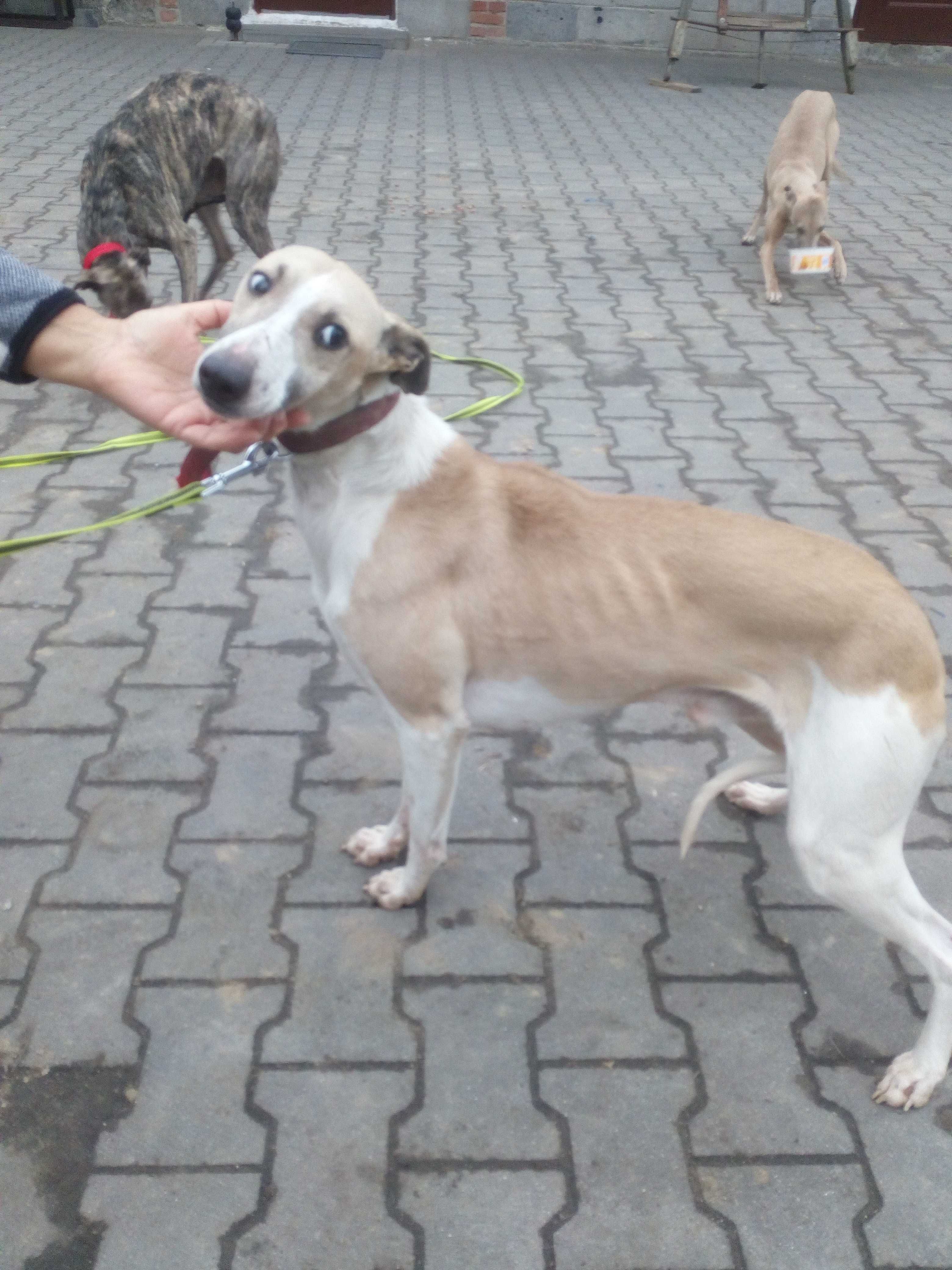Chart Angielsk Whippet  piesek