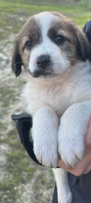 Cães de gado - mês e meio -Adoção urgente