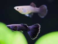 Guppy Blue Moscow