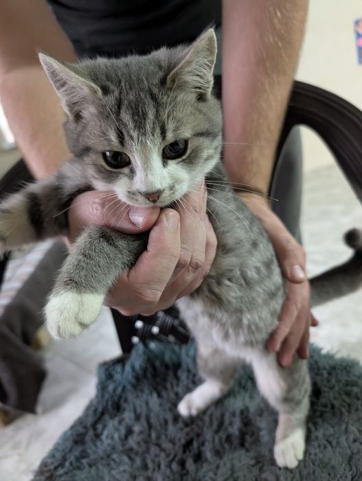 Кошенята в Крюківщині. Можемо підвезти куди буде зручно.