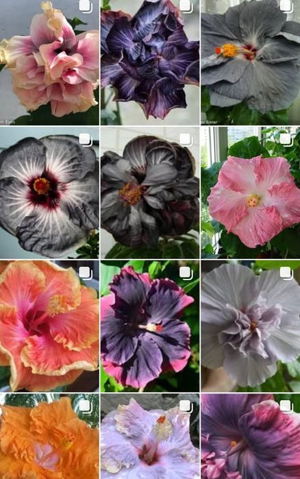 Излишки моих Гибискусов