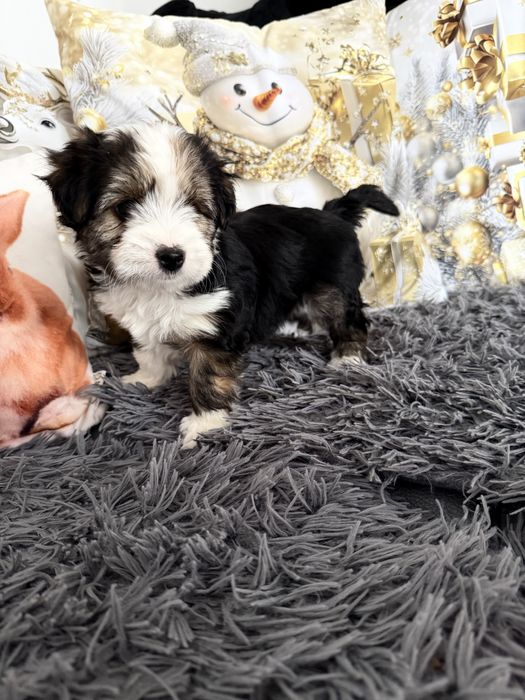 Yorkshire terrier Biewer śliczny piesek Rodowód wyprawka