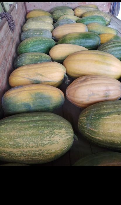 Abóbora menina ( bolinas )