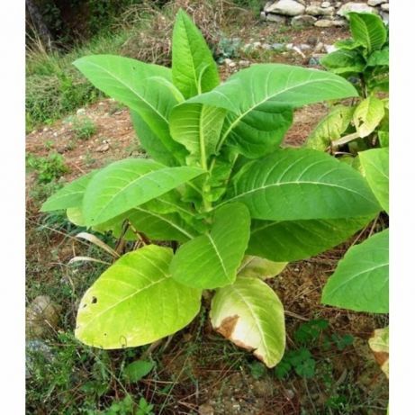 PLANTE O SEU PROPRIO TABACO Mudas plantas tabaco Virginia Gold