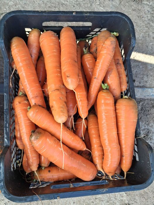 Ziemniak Denar, Cebula, Marchew