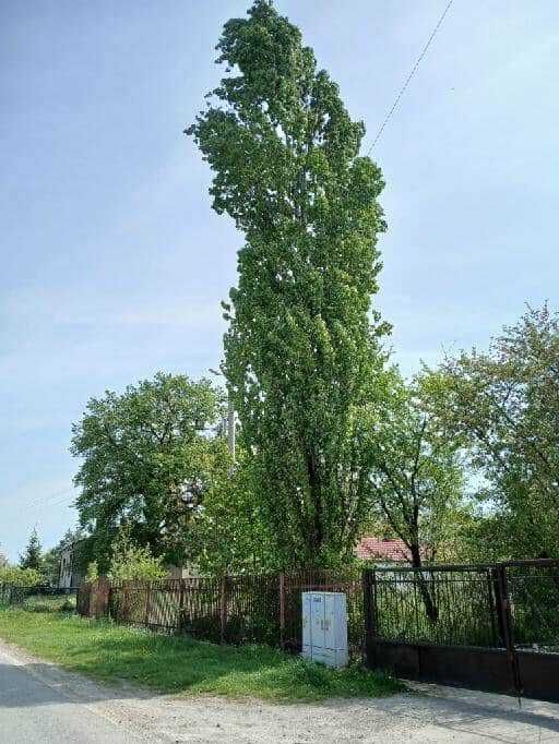 drzewo do wycięcia