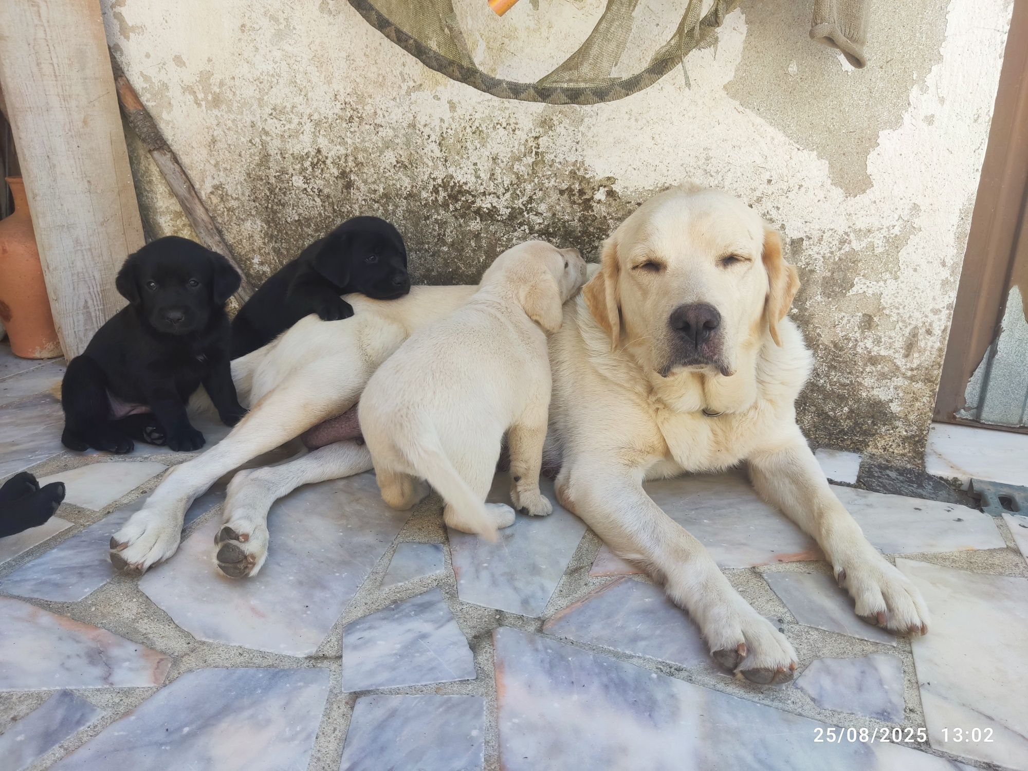 Cachorro procura nova família