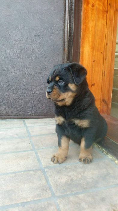 Цуценята ротвейлера є хлопчики