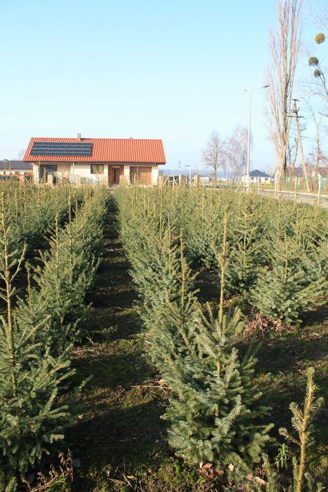 Choinki Bożonarodzeniowe Jodła Świerk Pospolity Srebrny Serbski WLKP