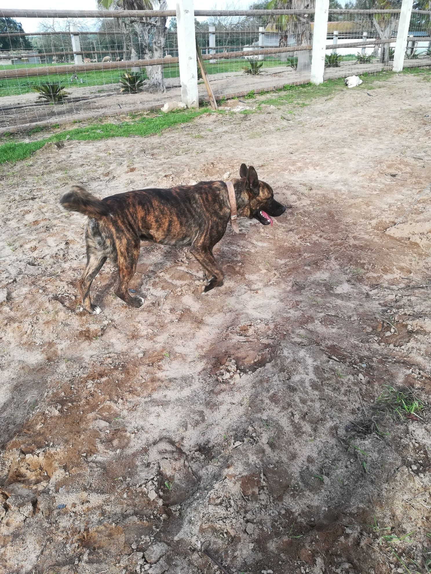 Boxer com akita inu
