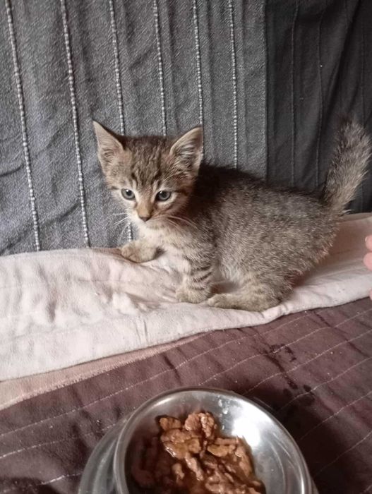 Tysia kocie maleństwo do pilnej adopcji