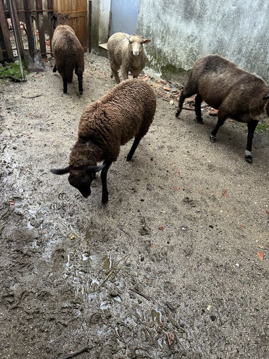 Animais de quinta burregas