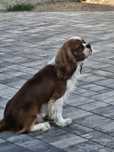 Reproduktor Cavalier King Charles Spaniel  FCI