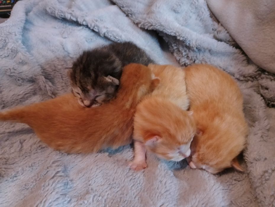 Małe kotki -rude