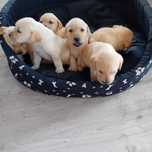 Labrador retriever