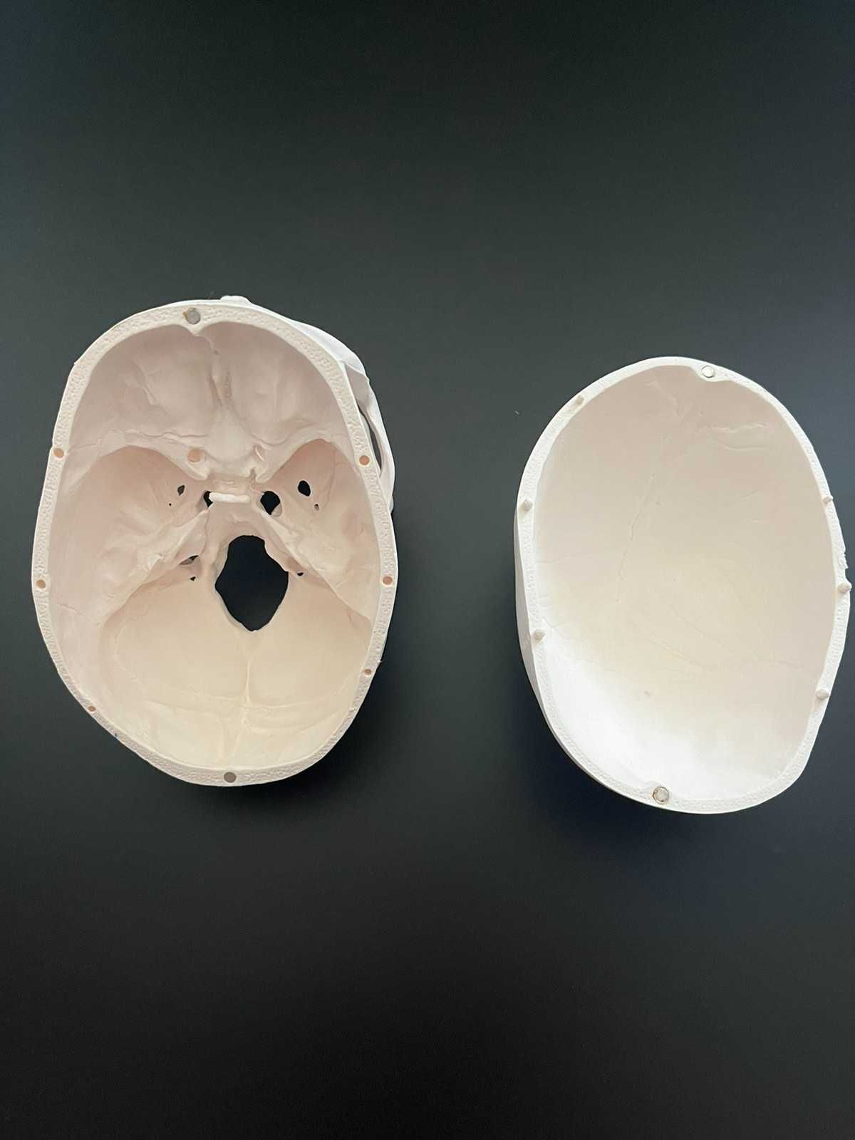 Анатомічний череп. Череп людський. Анатомыя людини