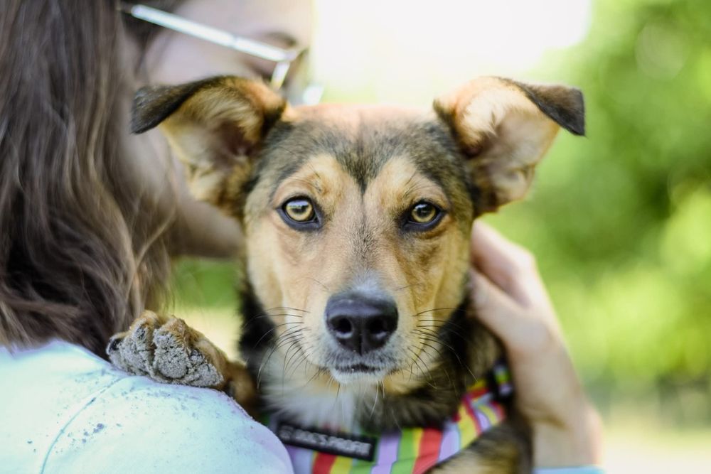 Cudowna Fretka do adopcji