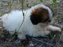 Cachorro Shih-Tzu com Lop Pedigree