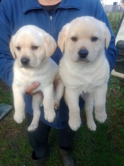 Продам лабрадорів