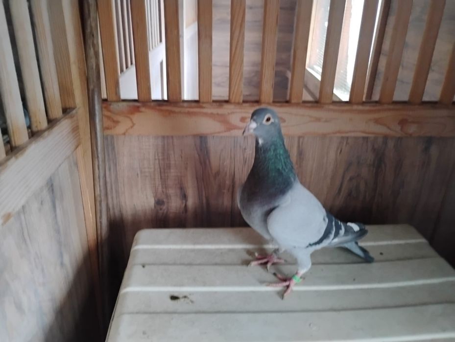 Gołębie pocztowe lotniki pary rozpłodowe