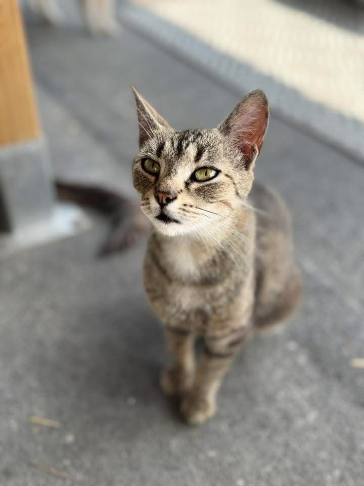 Gwiazdka do adopcji szuka domu