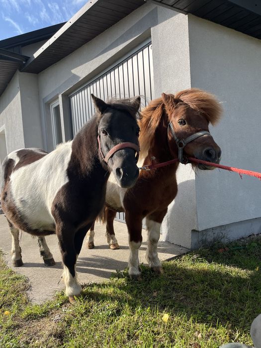 Kucyk  kucyki grzeczne