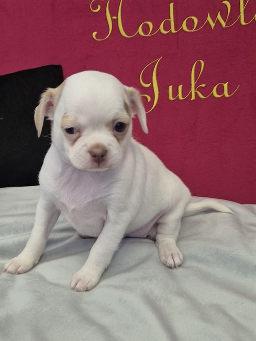 Chihuahua tessa przepiekna dziewczynka krótkowłosa