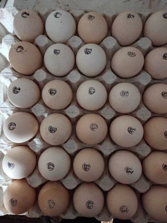 Инкубационное яйцо бройлера Кобб 500 Чехия