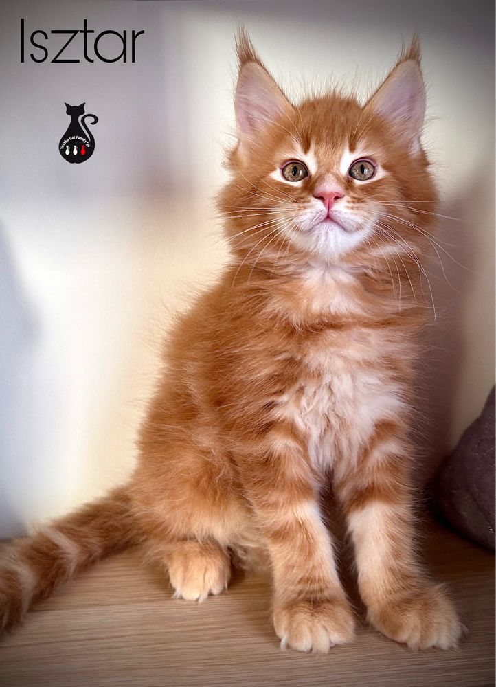 Maine Coon kocurek Rudy pregowanyREZERWACJA