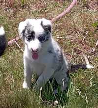 Border collie femea blue merle