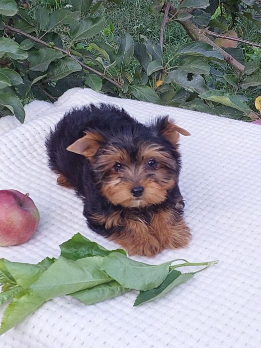 Щеночки Йорка к празднику