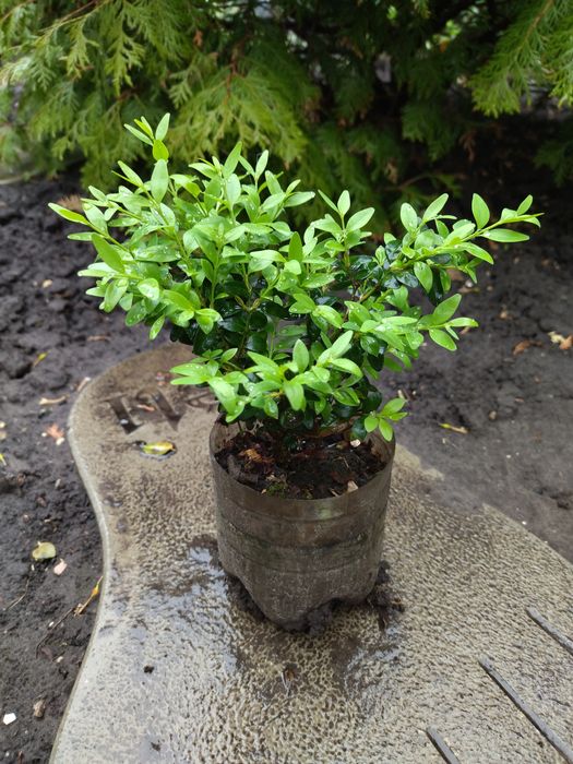 Самшит. Жимолость шапочная. Плющ. Спирея. Барбарис.