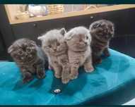 scottish fold- rezerwacja urodzony 26 maja