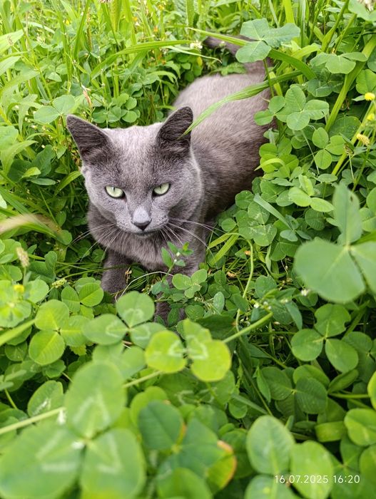 Віддам кошенят в добрі руки