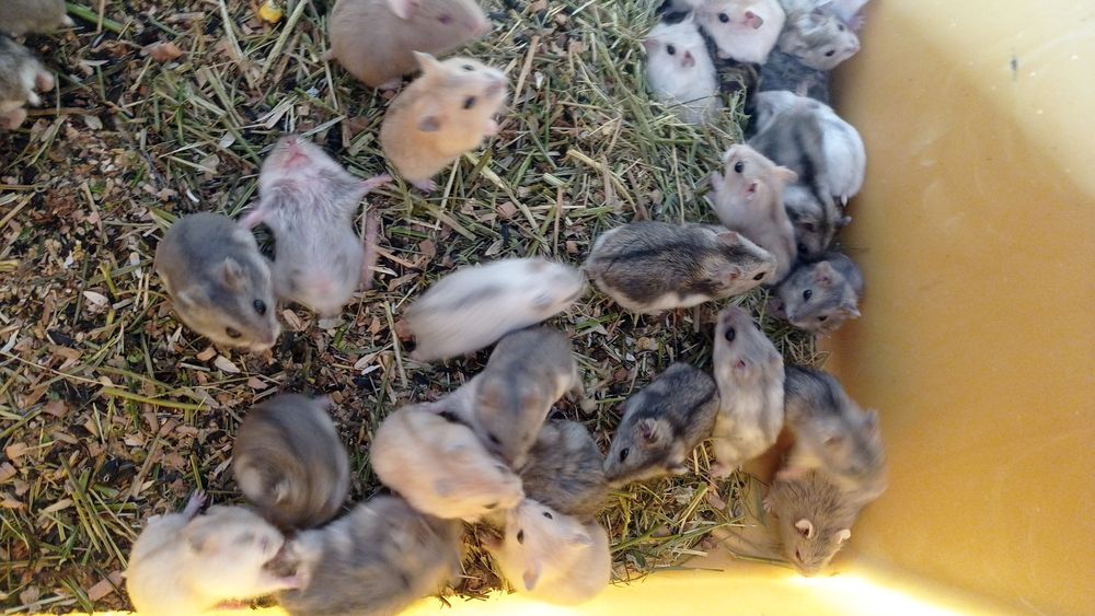 Джунгарики  різних кольорів