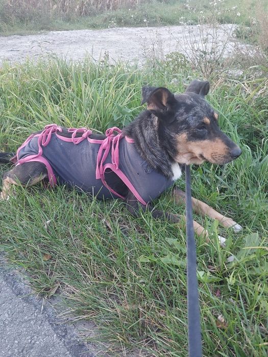 Oddam za darmo ze schroniska suczke po sterylizacji.