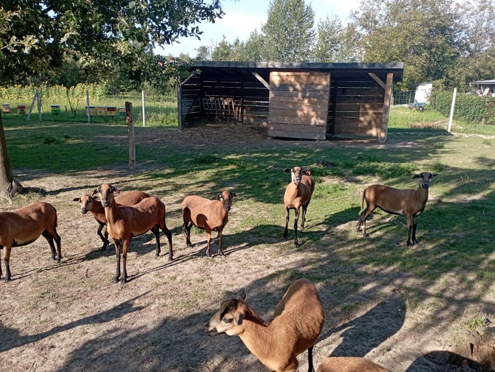Sprzedam owce kameruńskie