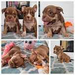 American bully chocolate tricolor pocket