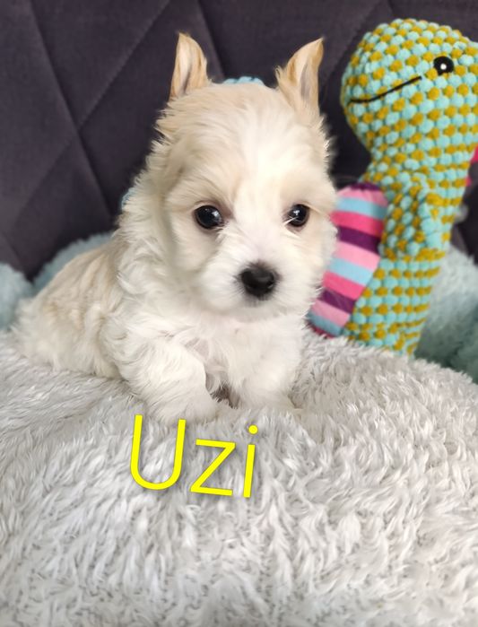 Prześliczny chłopczyk Golddust Yorkshire terrier