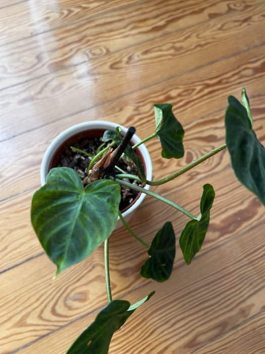 Philodendron Verrucosum