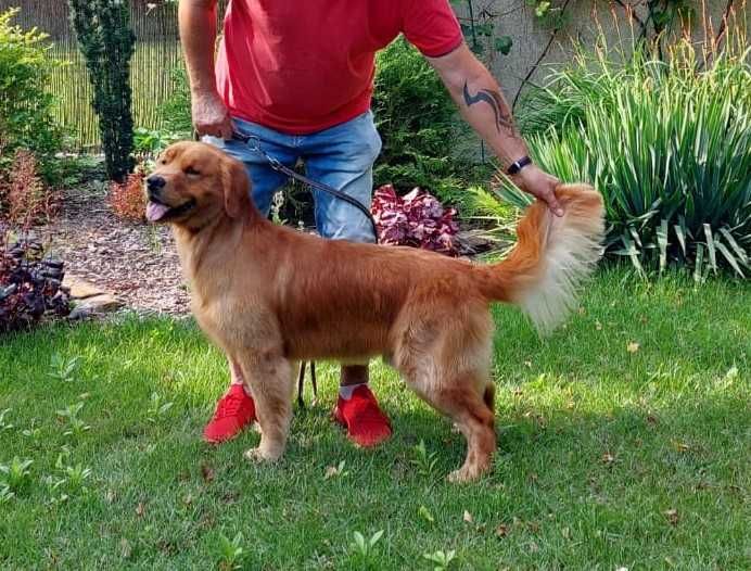 Złote szczenięta Golden Retriever FCI/ZKWP linia amerykańska