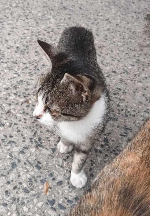 Gato macho de rua