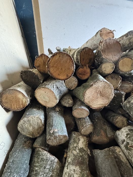 Sprzedam brzozę gałęziówka