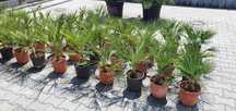 Chamaerops humilis karłatka palma mrozoodporna taras basen