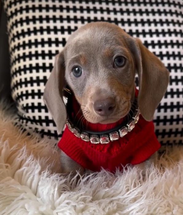 Teckel miniatura Isabella Femea