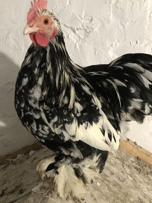 Продам півні мрамурні